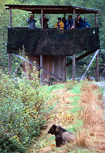 Grizzly bear observation tower, Knight Inlet Lodge..