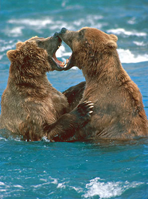 Understanding Bears, Bear Watching Vacations and Tour Operators.