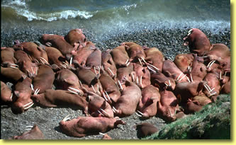 Alaska Pacific walrus photo, marine mammal wildlife pictures by Jean-Pierre Sylvestre.