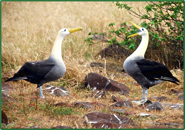 Waved Albatross, Galapagos Islands wildlife tours.