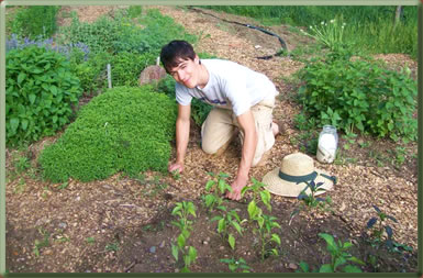 Weeding on a farm in Vermont, volunteers on organic farms.