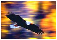 Bald eagle flying.