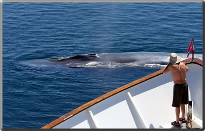 Blue whale: whale watching nature cruises.