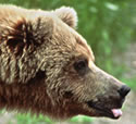 Link to bear watching article