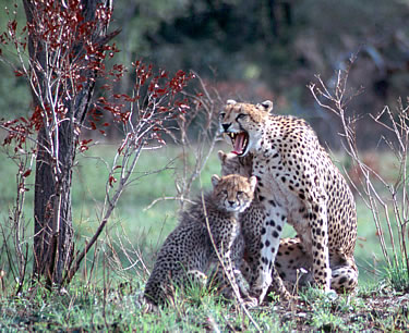 Walking safari vacations in South Africa offers nature pictures and encounters with wildlife for senior travelers.