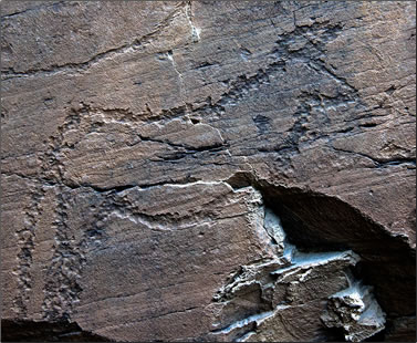 Coa Valley rock art, an auroch deeply outlined with a pecking technique.