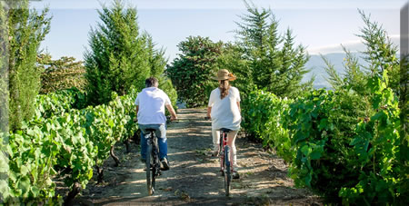 Cycling through a vineyard, Portugal.