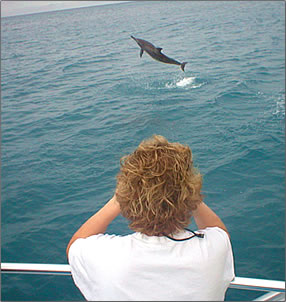 Volunteer vacation with Wild Dolphin Foundation, Oahu, Hawaii.