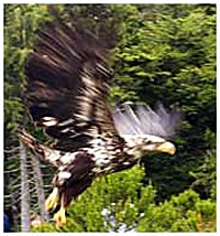 Eagle flight testing center at Alaska Raptor Center.