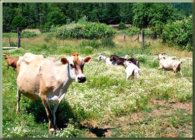Volunteer travel for seniors on organic farms across the U.S.A.