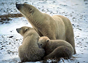 Bear watching vacation, mother polar bear with two cubs