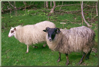 Icelandic sheep on an organic farm in Maine, U.S.A. 