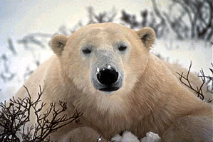 Polar Bear Watching Vacations in Canadian Arctic.