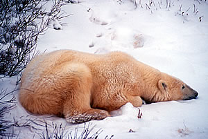Polar Bear Watching Vacations in Canadian Arctic.
