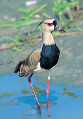 Southern lapwing bird pictures wildlife photography.