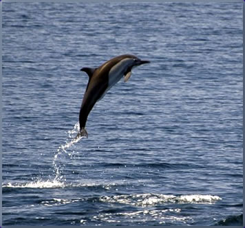 Dolphin, Andaman Sea, Thailand best scuba diving holidays.