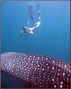 Thailand Similan Islands liveaboard diving with whale sharks.