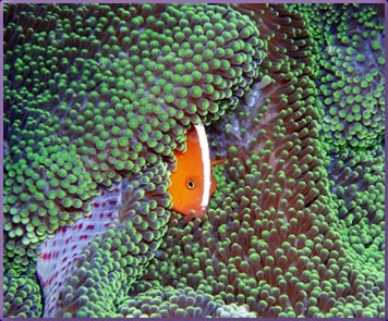 Tropical fish, Andaman Sea, Thailand best scuba diving holidays.