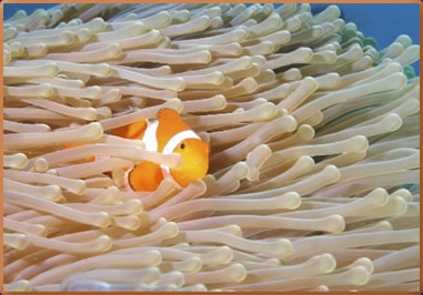 Tropical fish, Andaman Sea, Thailand best scuba diving holidays.