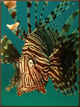 Tropical fish, Andaman Sea, Thailand best scuba diving holidays.