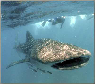 Whale shark and scuba diver: Thailand best scuba diving holidays. 