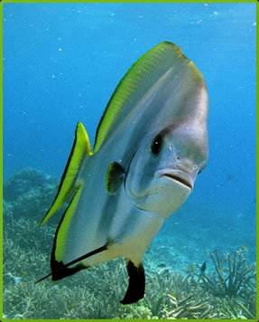 Tropical fish, Andaman Sea, Thailand best scuba diving holidays.