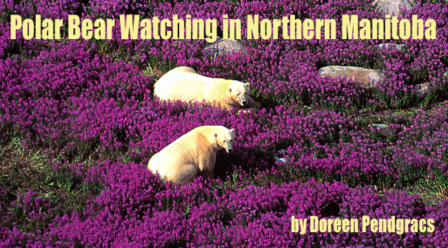 Polar Bear Watching Vacations in Canadian Arctic by Doreen Pendracs.