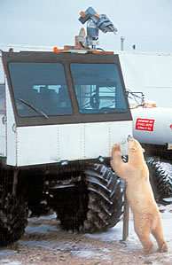 Polar bear and tundra buggy, Churchill, Manitoba.