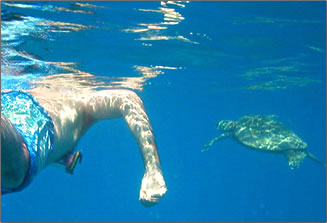 Volunteer vacation with Wild Dolphin Foundation, Oahu, Hawaii.
