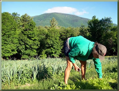 Volunteer harvesting on an organic farm in Vermont.