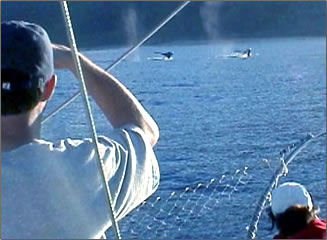 Volunteer vacation with Wild Dolphin Foundation, Oahu, Hawaii.