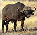 South African walking safaris and nature pictures.