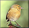 Link to bird, nature & wildlife theme page.