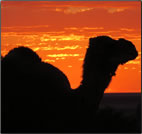 Article about camel trekking in the Australian desert.