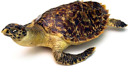 Endangered Hawksbill sea turtle. 