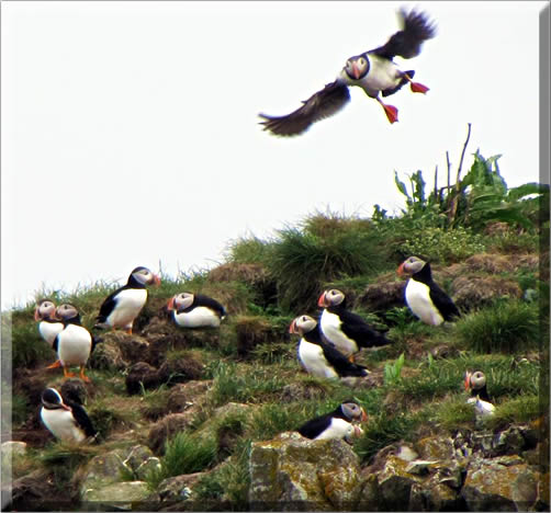 Atlantic puffins spend most of their life on the sea, with short breaks during breeding season on the coastal cliffs.