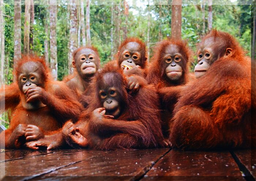 Borneo-Orangutans