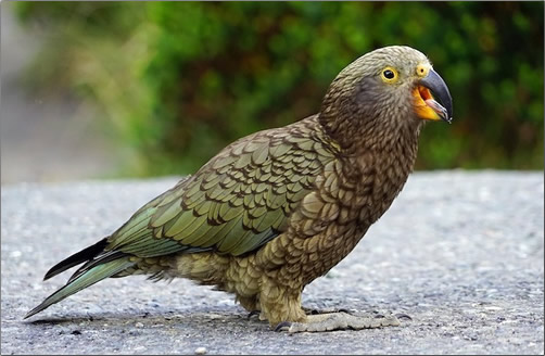 New-Zealand-Kea-Bird